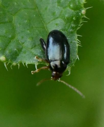 Réf. 217 824 : Psylliodes sp.